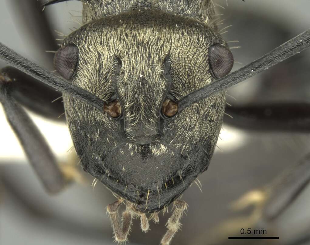 Image de Polyrhachis cupreata Emery 1895