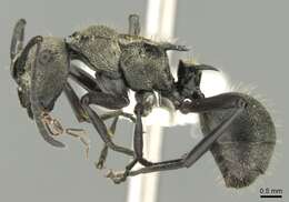 Image de Polyrhachis cupreata Emery 1895