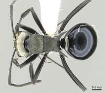 Image of Polyrhachis turneri Forel 1895