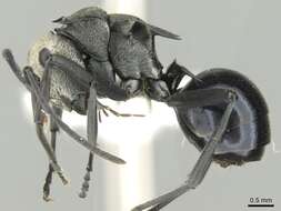 Image of Polyrhachis turneri Forel 1895