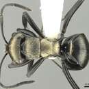 Image of Polyrhachis cleopatra Forel 1902