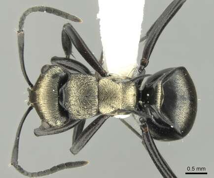 Image de Polyrhachis cleopatra Forel 1902