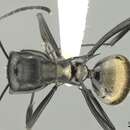 Image de Polyrhachis terpsichore Forel 1893