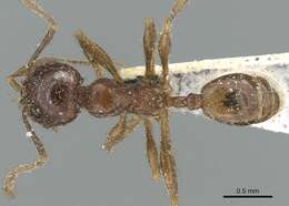 Image of Hairy House ant