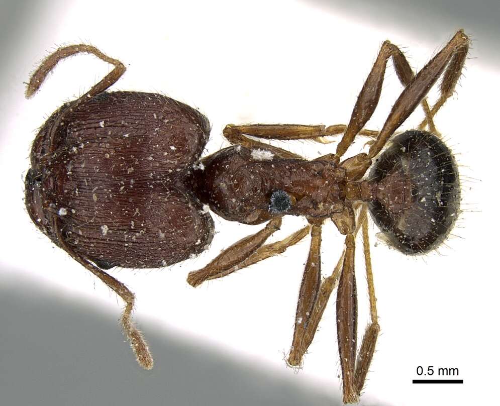 Image of Pheidole impressiceps Mayr 1876