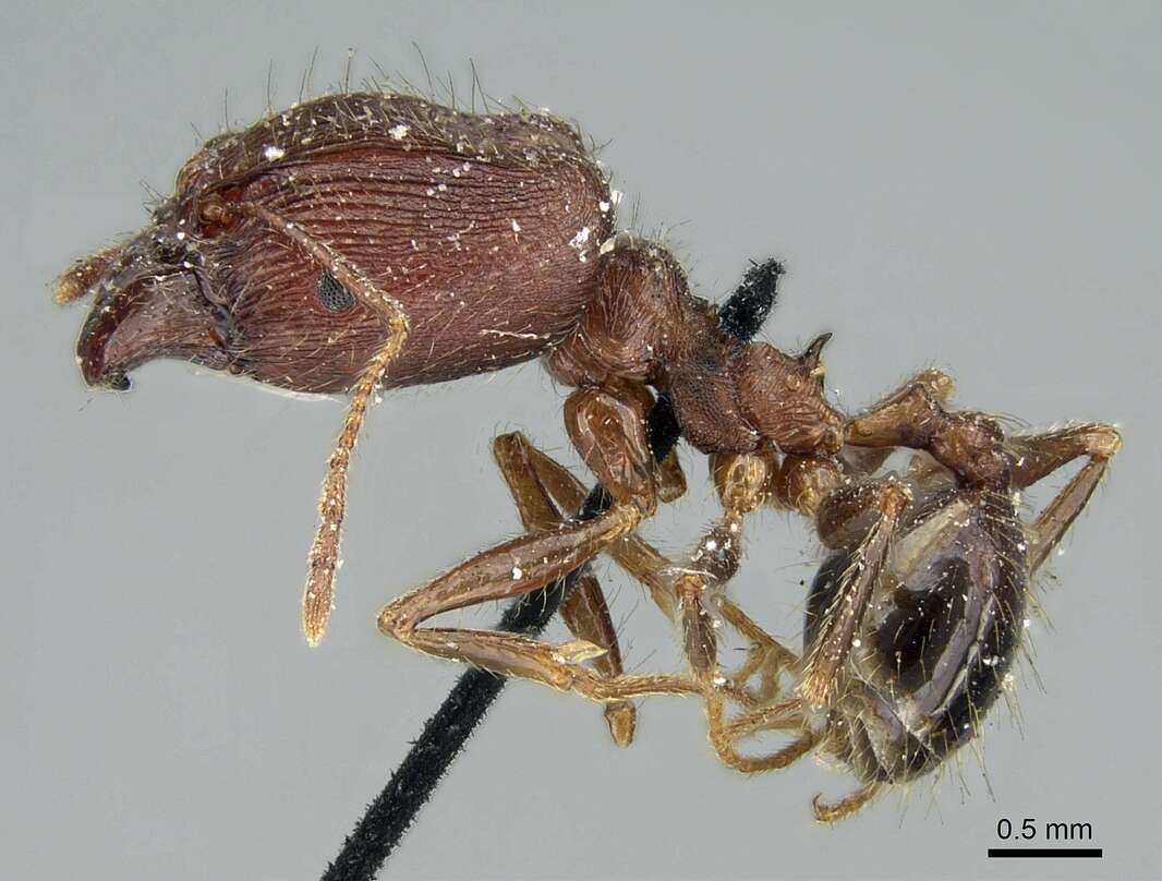 Image of Pheidole impressiceps Mayr 1876