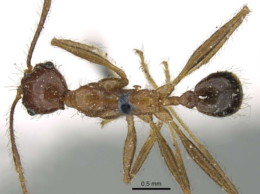 Image of Pheidole impressiceps Mayr 1876