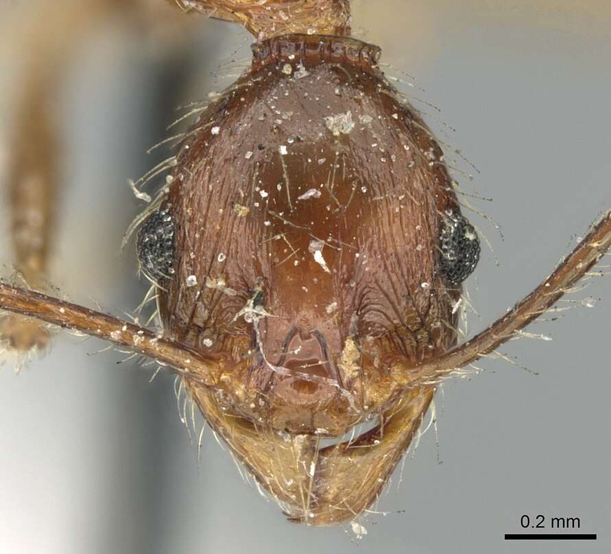 Image of Pheidole impressiceps Mayr 1876