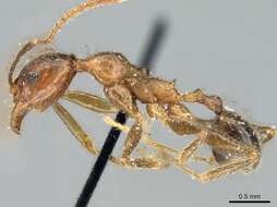 Image of Pheidole impressiceps Mayr 1876