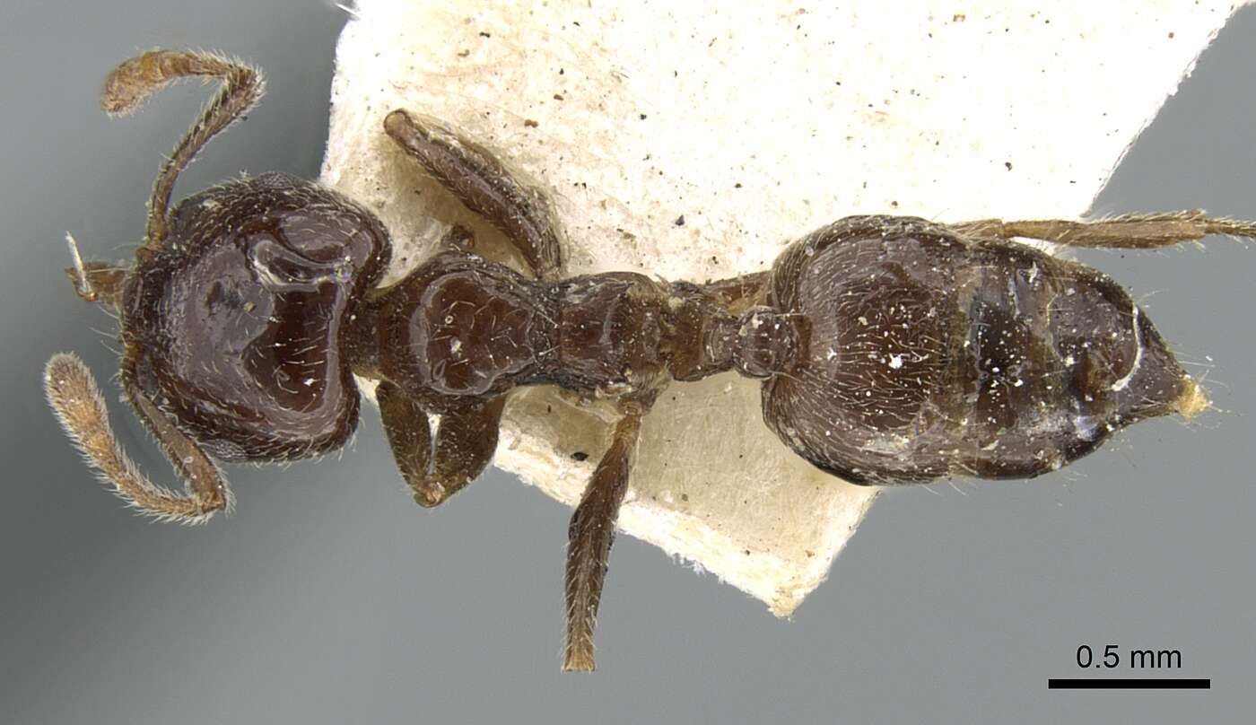 Image of Crematogaster madagascariensis Andre 1887