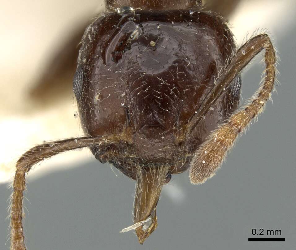 Image of Crematogaster madagascariensis Andre 1887