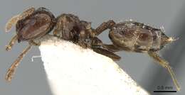 Image of Crematogaster madagascariensis Andre 1887