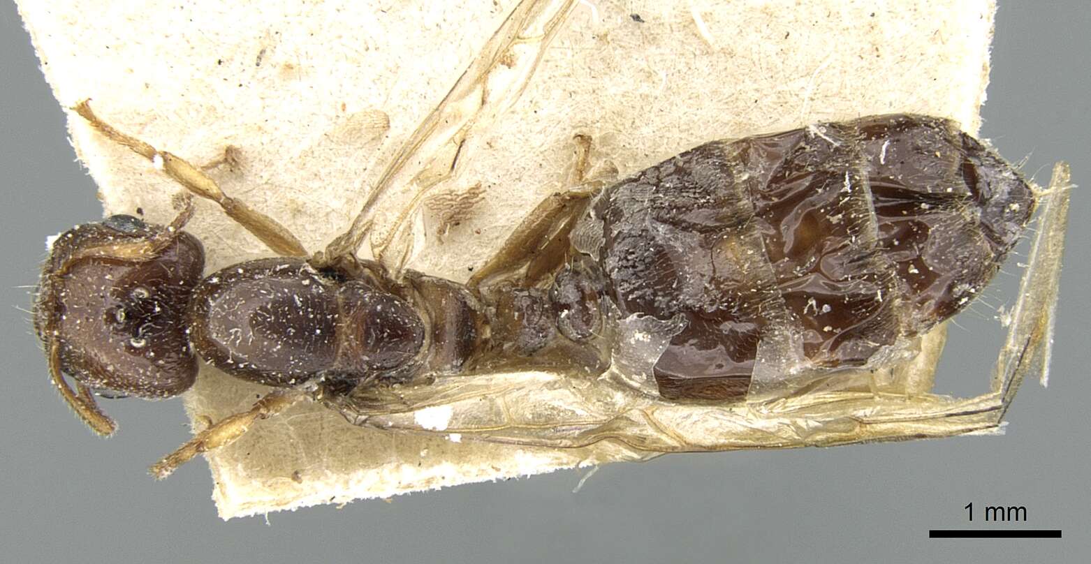 Image of Crematogaster madagascariensis Andre 1887