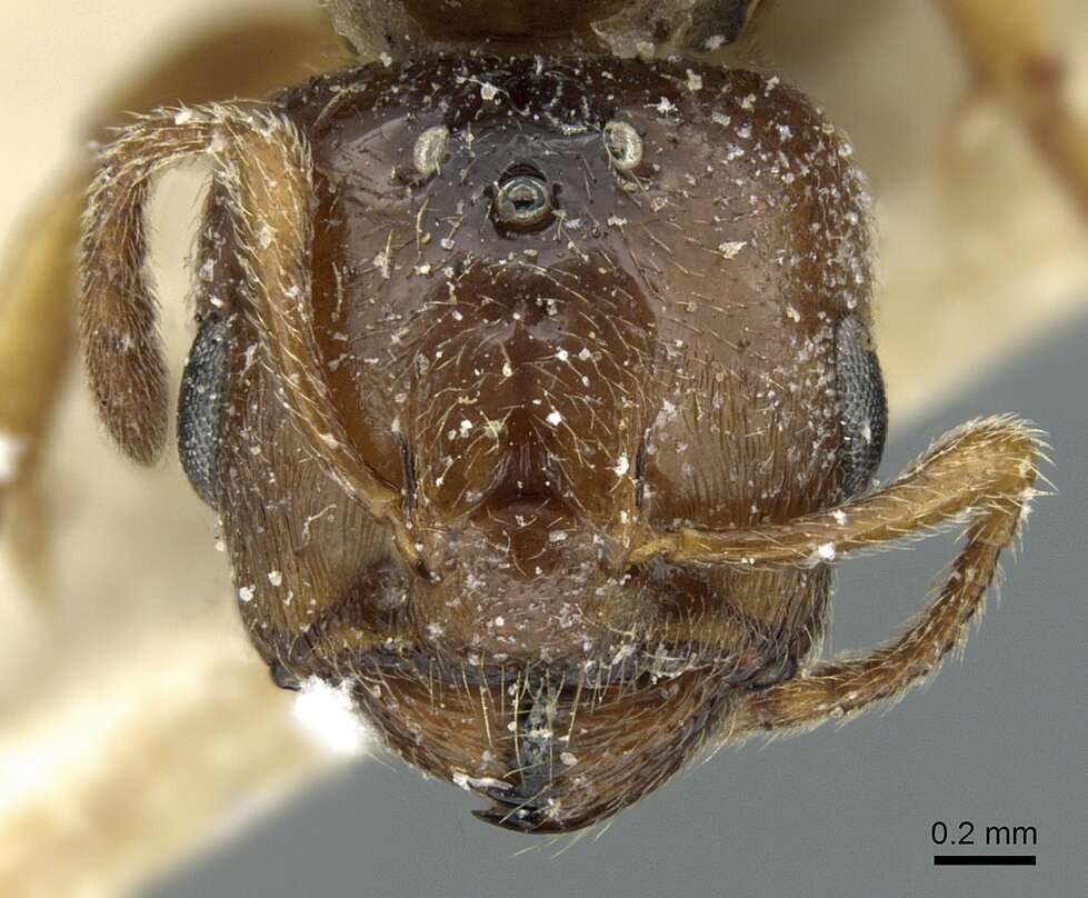 Image of Crematogaster madagascariensis Andre 1887