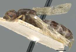 Image of Crematogaster madagascariensis Andre 1887