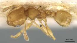 Image of Pheidole laminata Emery 1900