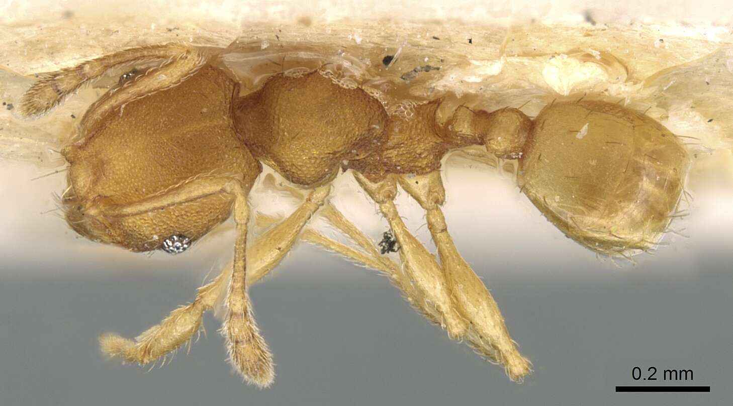 Image de Pheidole laminata Emery 1900