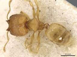 Image de Pheidole laminata Emery 1900