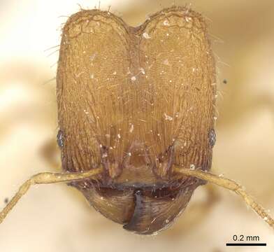 Imagem de Pheidole laminata Emery 1900