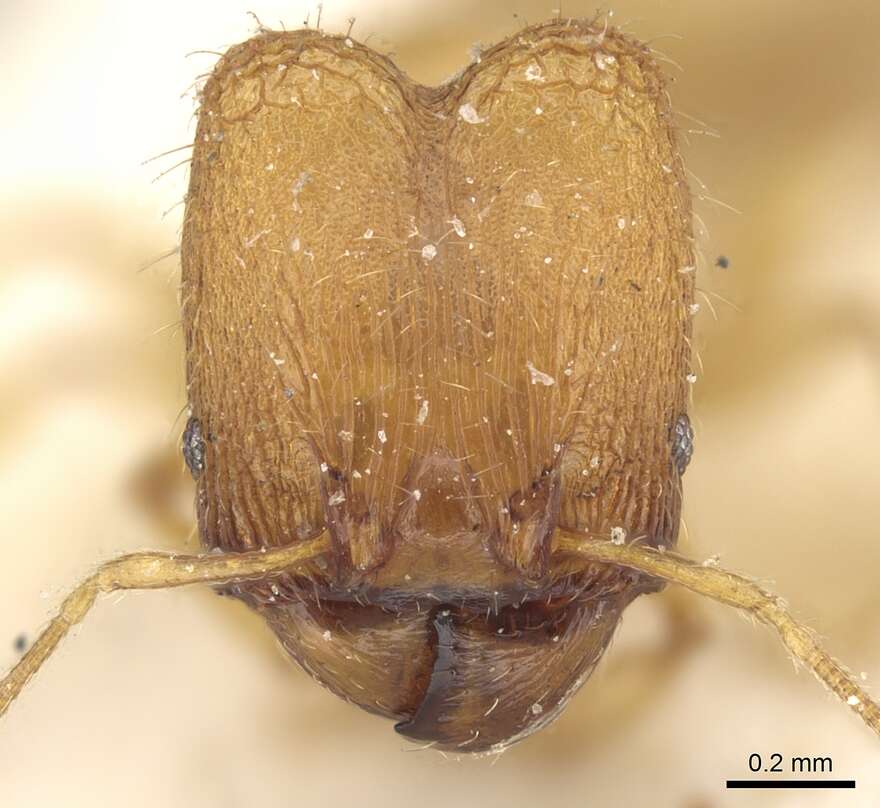 Plancia ëd Pheidole laminata Emery 1900