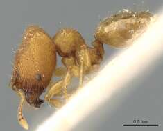 Image of Pheidole laminata Emery 1900