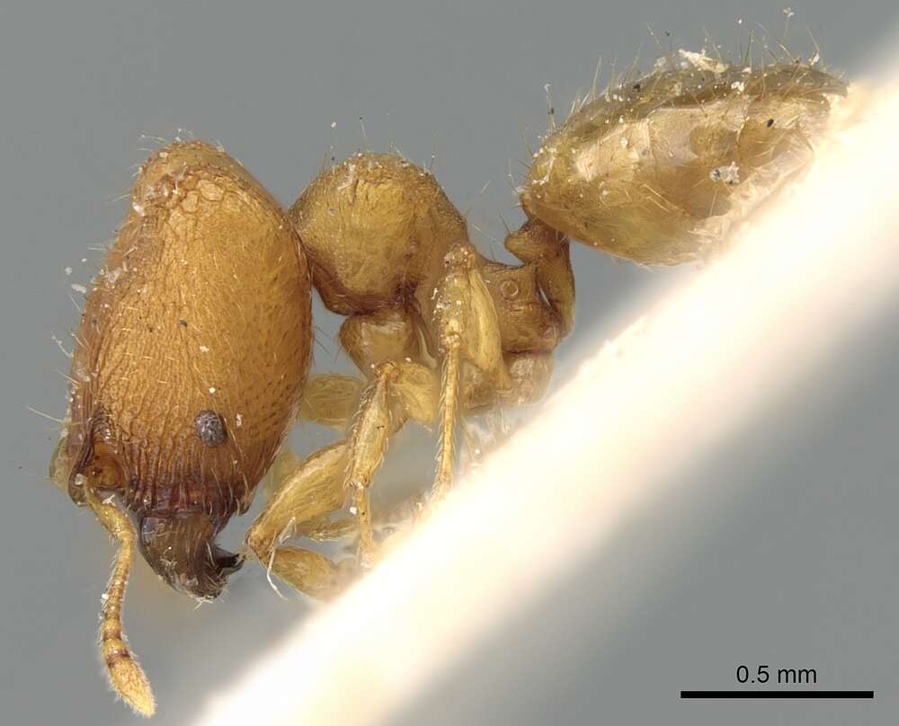 Imagem de Pheidole laminata Emery 1900