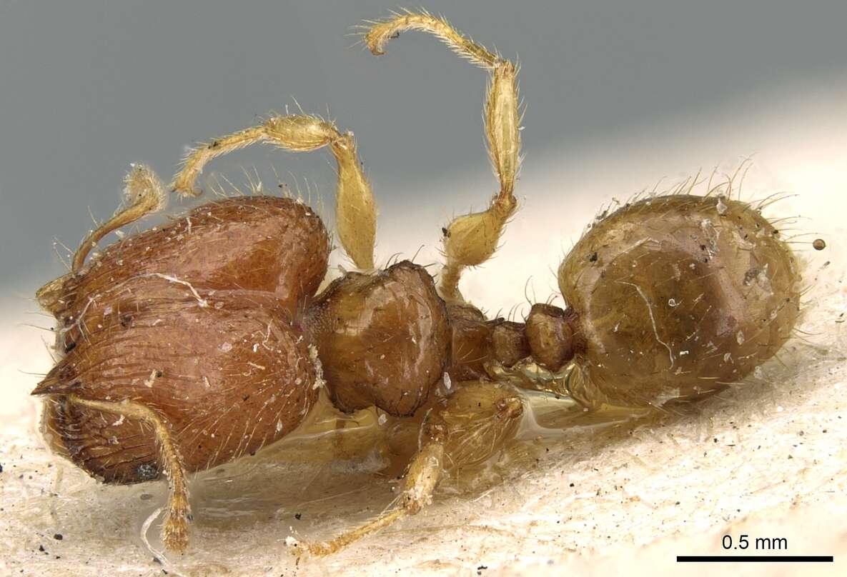 Image of Pheidole lobulata Emery 1900