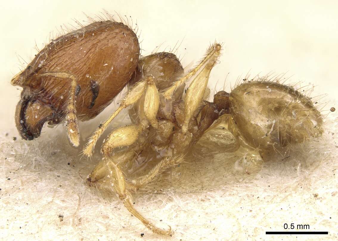 Image of Pheidole lobulata Emery 1900