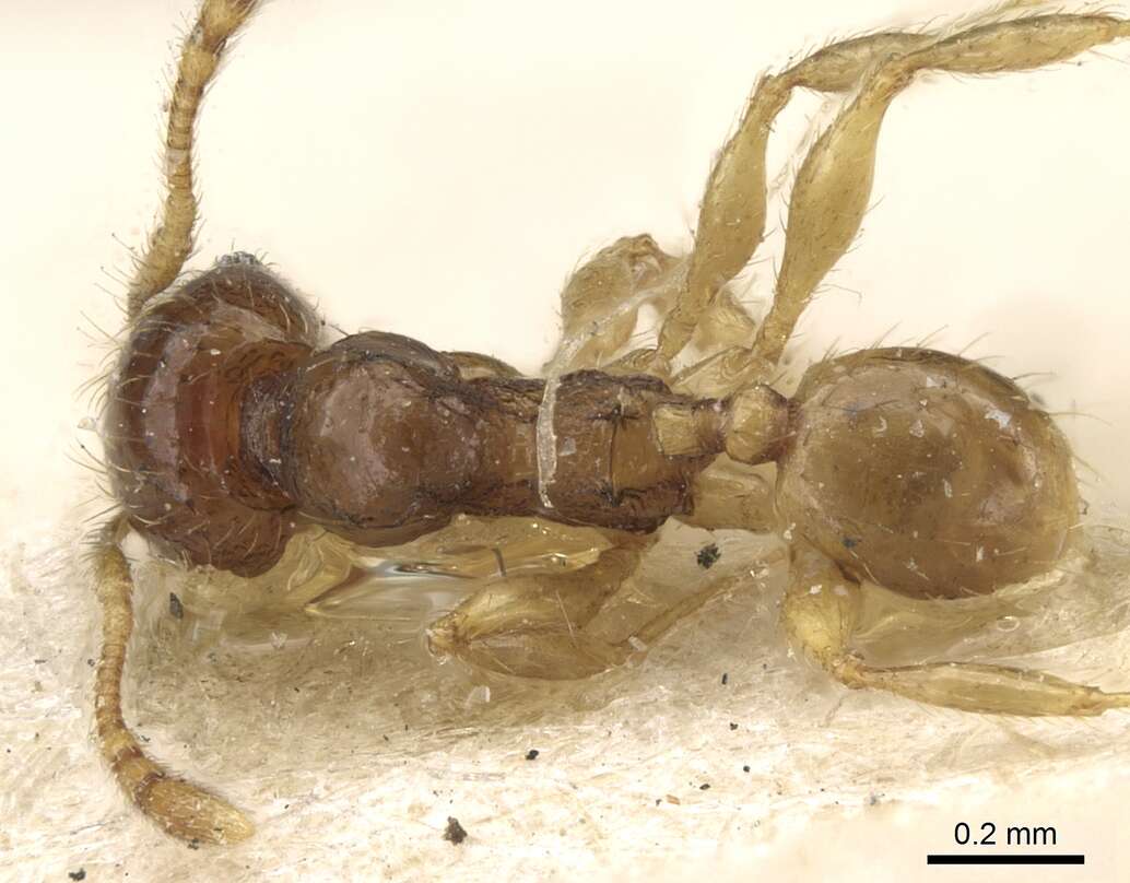 Image of Pheidole lobulata Emery 1900