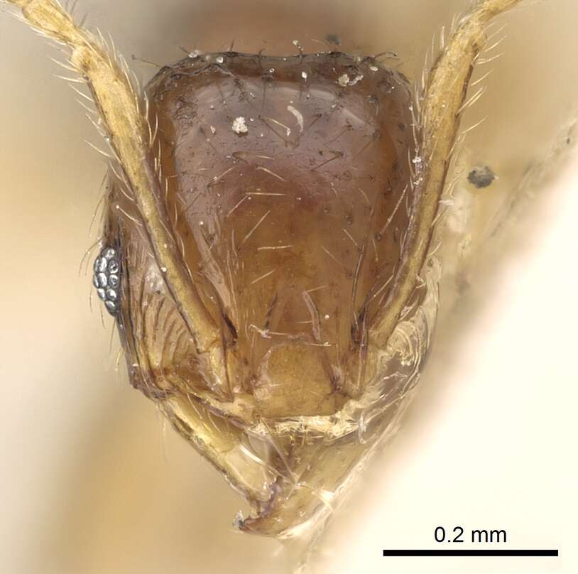 Image of Pheidole lobulata Emery 1900