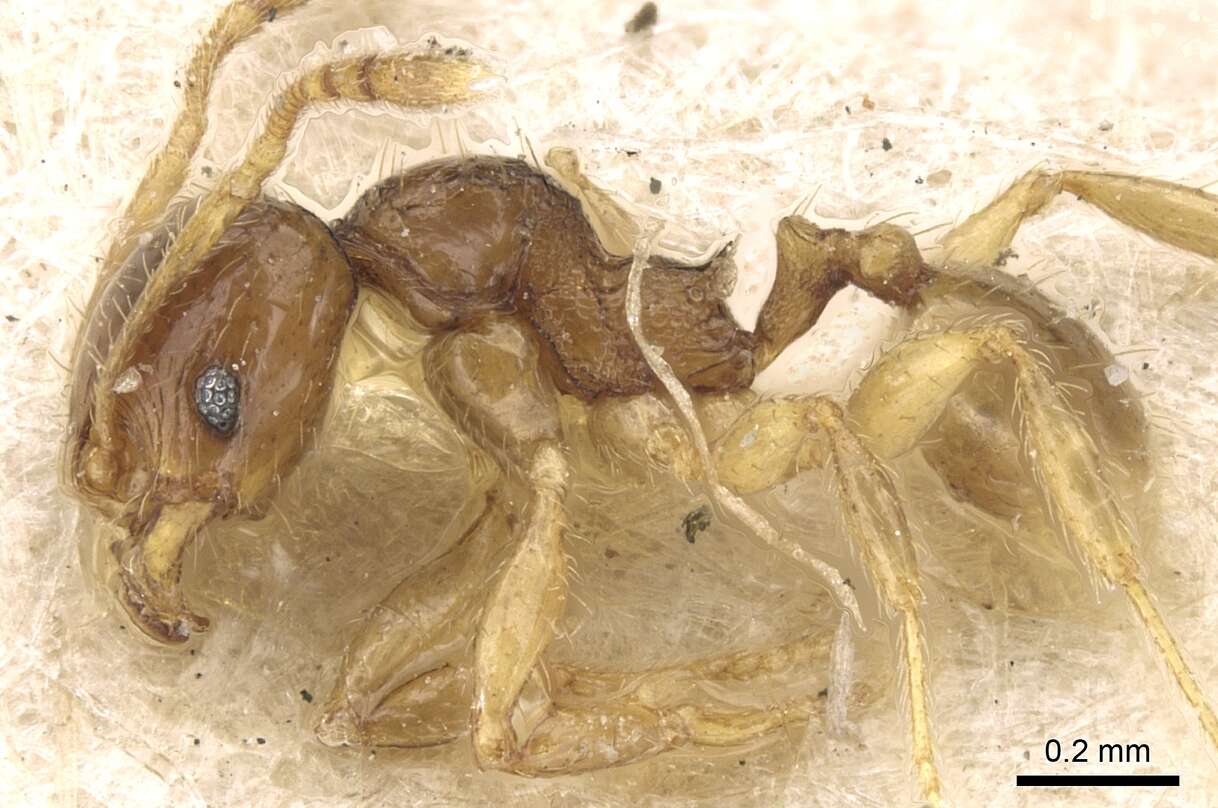 Image of Pheidole lobulata Emery 1900