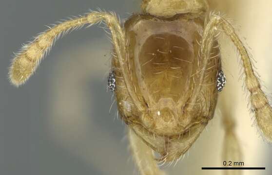 Image of Pheidole gambogia Donisthorpe 1948