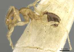 Image of Pheidole gambogia Donisthorpe 1948