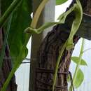 Image of Anthurium dolichostachyum Sodiro