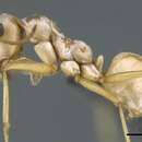 Image of Cataglyphis bombycina