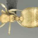 Image of Crematogaster biroi Mayr 1897