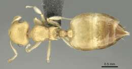 Image of Crematogaster biroi Mayr 1897