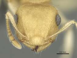 Image of Crematogaster biroi Mayr 1897