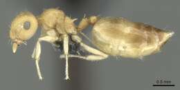 Image of Crematogaster biroi Mayr 1897