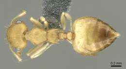 Image of Crematogaster biroi Mayr 1897