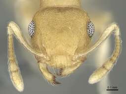 Image of Crematogaster biroi Mayr 1897