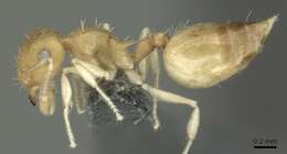 Image of Crematogaster biroi Mayr 1897