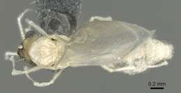 Image of Crematogaster biroi Mayr 1897