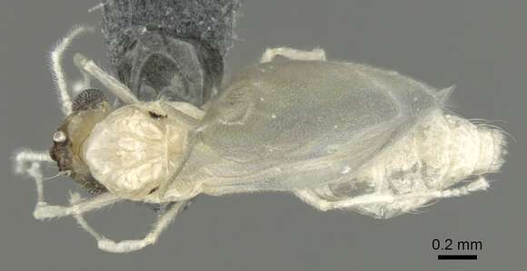 Image of Crematogaster biroi Mayr 1897