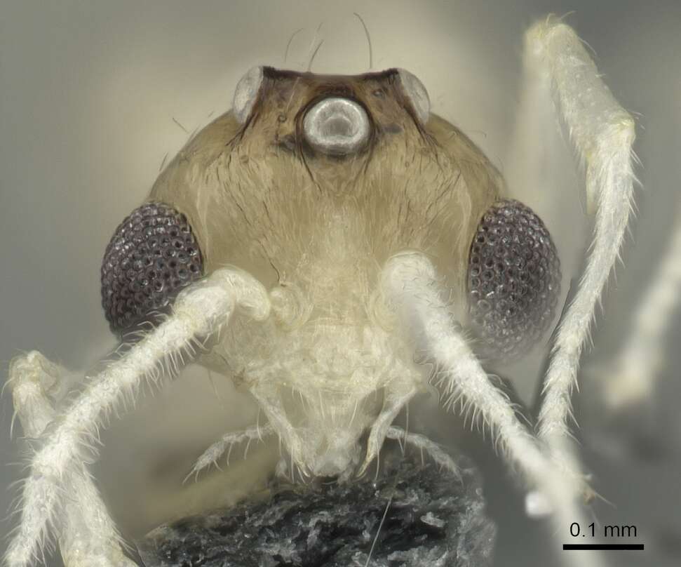 Image of Crematogaster biroi Mayr 1897