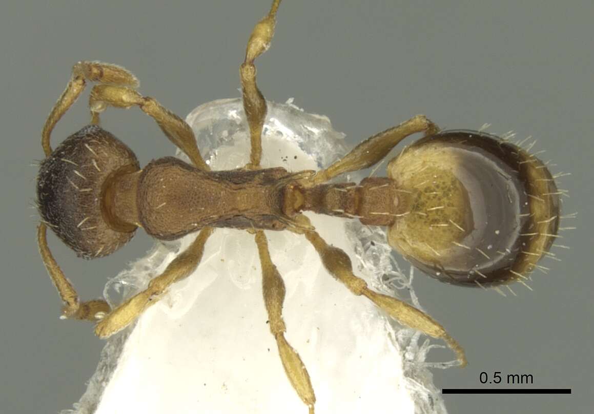 Image de Temnothorax laconicus