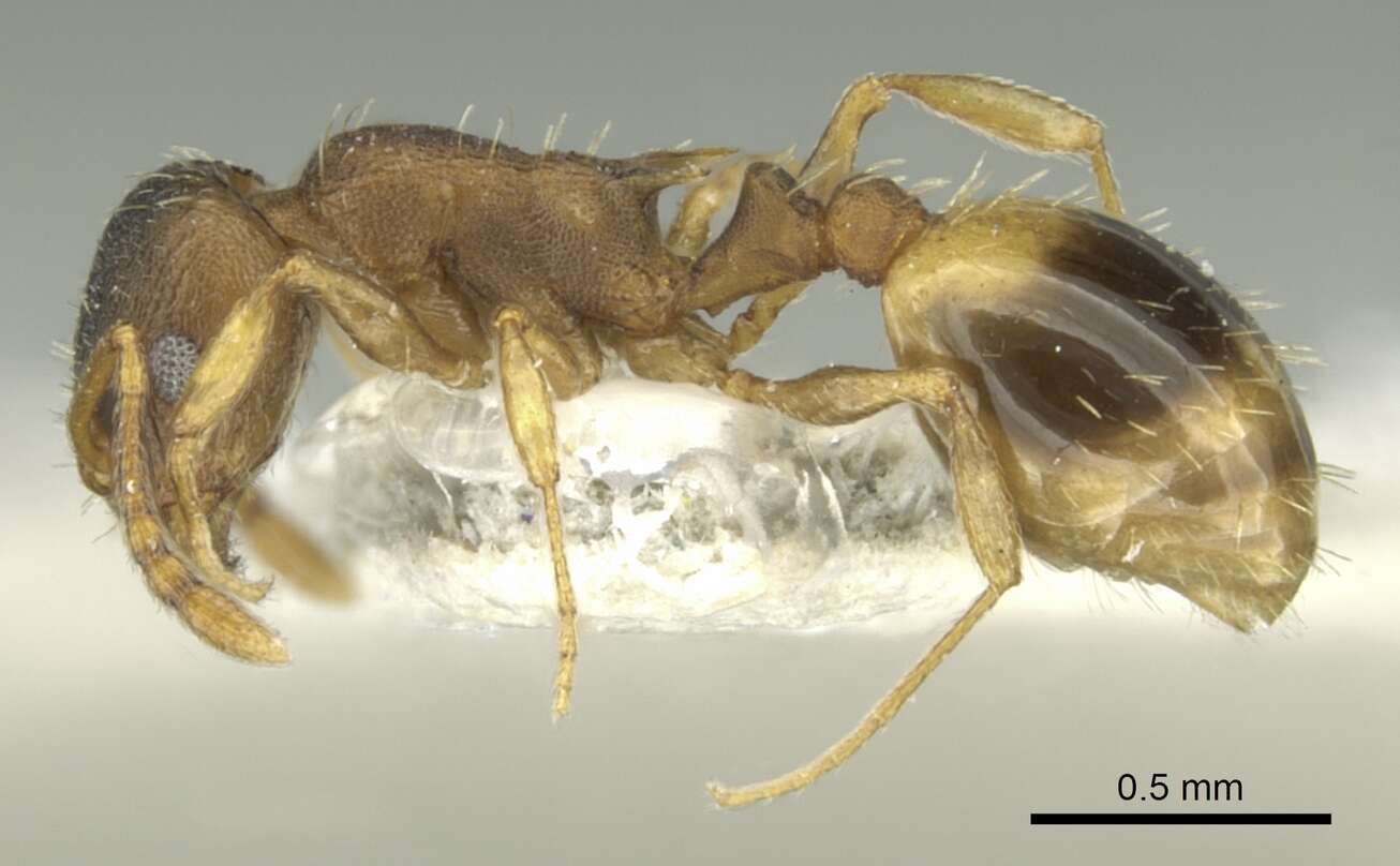 Image de Temnothorax laconicus