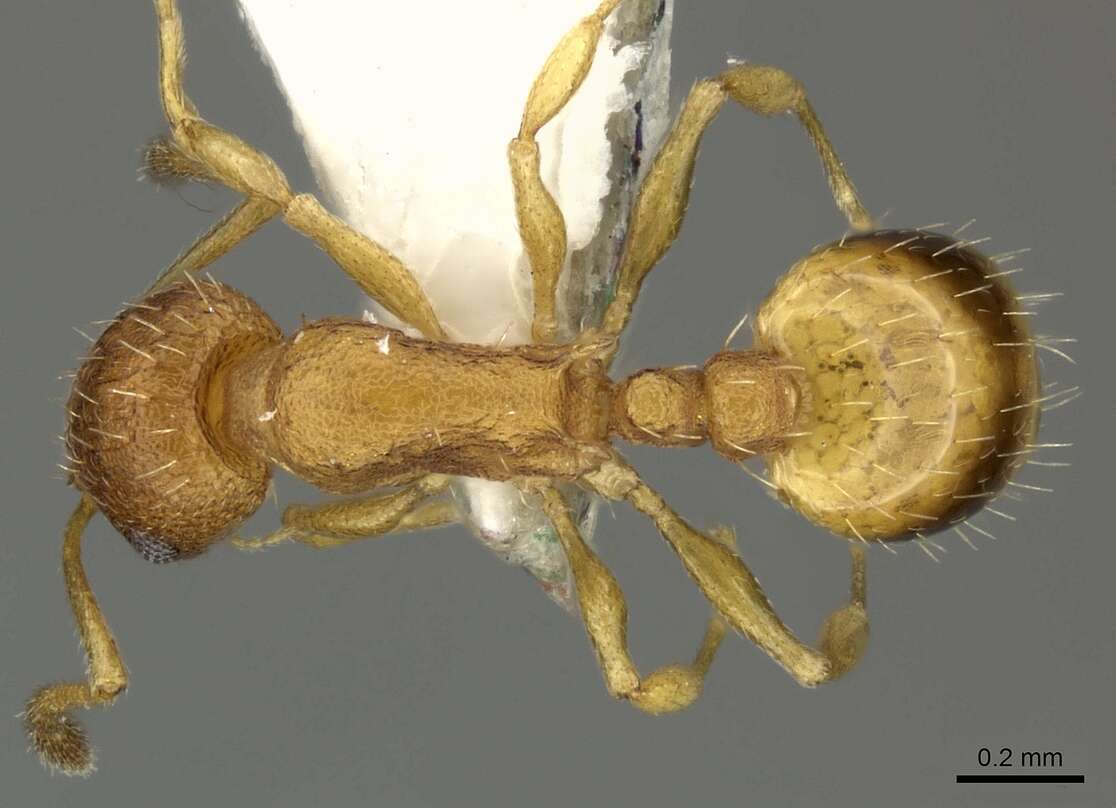 Image of <i>Temnothorax interruptus</i>