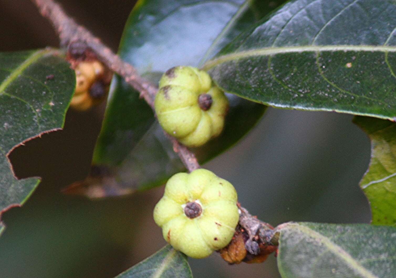 صورة Phyllanthus hohenackeri Müll. Arg.