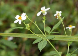 Plancia ëd Bidens alba (L.) DC.